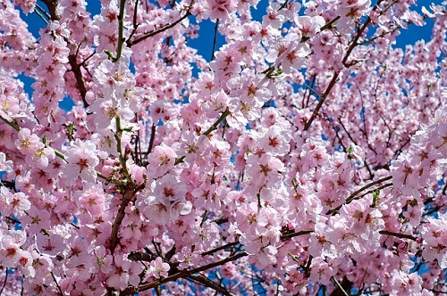 ヒヨドリ 桜